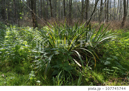 Bemowo Forest - a beautiful and charming green place in Warsaw. 107745744
