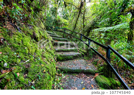 Rainforest in Tapanti national park, Costa Rica Rainforest in Tapanti national park, Costa Rica 107745840