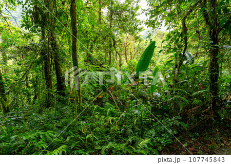 Rainforest in Tapanti national park, Costa Rica Rainforest in Tapanti national park, Costa Rica 107745843