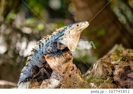 Black spiny-tailed iguana, Ctenosaura similis, Manuel Antonio National Park, Costa Rica wildlife Black spiny-tailed iguana, Ctenosaura similis, Manuel Antonio National Park, Costa Rica wildlife 107745851
