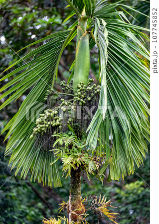 Areca catechu, species of palm in tropical Pacific. Quepos, Manuel Antonio National Park wilderness. 107745852