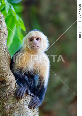 Colombian white-faced capuchin (Cebus capucinus), Manuel Antonio National Park, Costa Rica Colombian white-faced capuchin (Cebus capucinus), Manuel Antonio National Park, Costa Rica 107745856