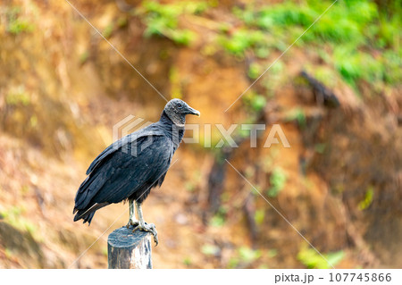 Black vulture, Coragyps atratus, 107745866