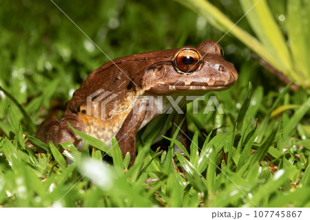 Savages thin-toed frog - Leptodactylus savagei, Refugio de Vida Silvestre Cano Negro, Costa Rica Wildlife 107745867