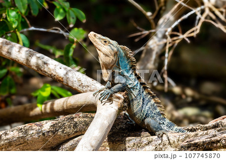 Black spiny-tailed iguana, Ctenosaura similis, Manuel Antonio National Park, Costa Rica wildlife 107745870