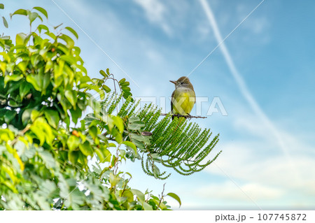 Tropical kingbird, Tyrannus melancholicus. Quepos, Manuel Antonio National Park wilderness. Wildlife and bird watching in Costa Rica. Tropical kingbird, Tyrannus melancholicus. Quepos, Manuel Antonio National Park wilderness. Wildlife and bird watching in Costa Rica. 107745872