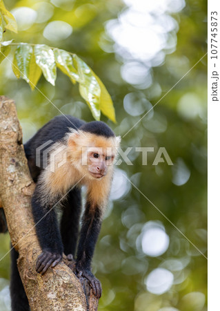 Colombian white-faced capuchin (Cebus capucinus), Manuel Antonio National Park, Costa Rica 107745873