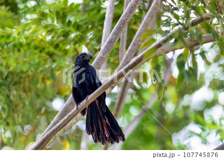 Bird, groove-billed ani, Crotophaga sulcirostris, Guanacaste Costa Rica 107745876