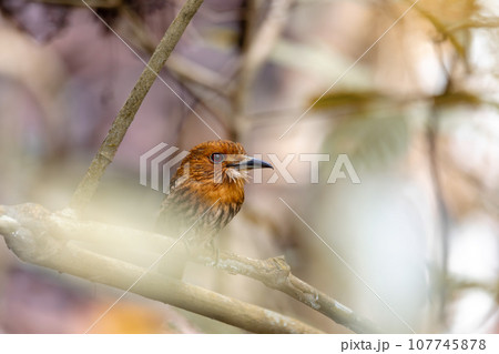 White-whiskered Puffbird, Malacoptila panamensis, Costa Rica 107745878