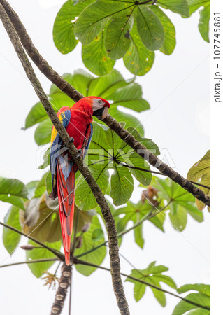 Scarlet macaw, Ara macao, Quepos Costa Rica wildlife 107745881