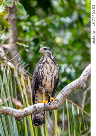 Common black hawk, Buteogallus anthracinus, Manuel Antonio National Park, Costa Rica wildlife Common black hawk, Buteogallus anthracinus, Manuel Antonio National Park, Costa Rica wildlife 107745883