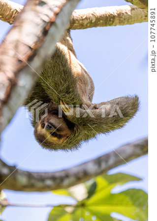 Pale-throated sloth, La Fortuna, Manuel Antonio National Park, Costa Rica wildlife 107745891