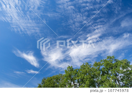 【空の背景素材】爽やかな青空と緑の樹木 107745978