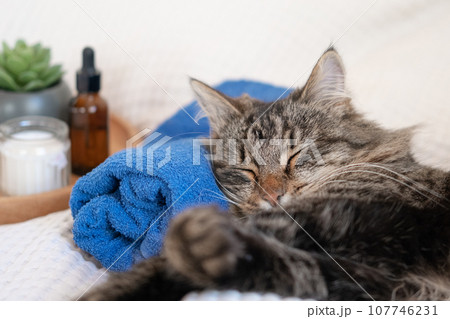 Happy Cat sleeping and resting with towel after bathing procedures. Funny Tabby Feline relax, calms down on a massage table while taking spa treatments. Pet Grooming. Humor. Aromatherapy, body care. Happy Cat sleeping and resting with towel after bathing procedures. Funny Tabby Feline relax, calms down on a massage table while taking spa treatments. Pet Grooming. Humor. Aromatherapy, body care. 107746231