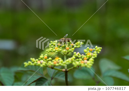 梅雨時期の紫陽花と蜜を吸うハチ 107746817