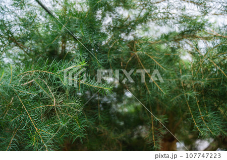 ティーツリー 107747223