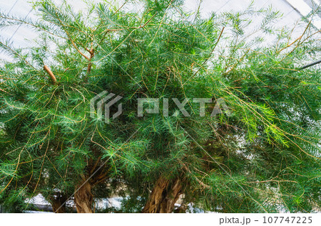 ティーツリー ティーツリー 107747225