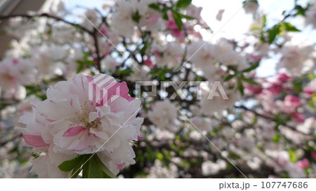 大阪城公園の桃園 107747686