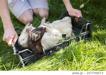 Farmer with rabbits in the basket on the green grass in the garden. Farm animals.  107748073