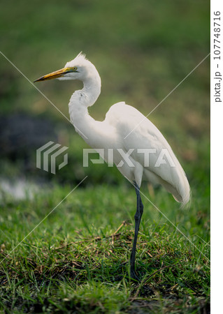 Windblown great egret in profile on riverbank 107748716