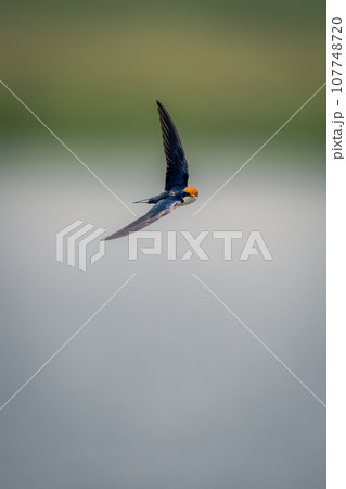 Wire-tailed swallow flies along river in sunshine 107748720