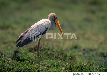 Yellow-billed stork stands in profile watching camera Yellow-billed stork stands in profile watching camera 107748757