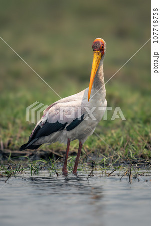 Yellow-billed stork stands in river watching camera Yellow-billed stork stands in river watching camera 107748758