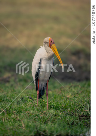 Yellow-billed stork stands on riverbank watching camera Yellow-billed stork stands on riverbank watching camera 107748766
