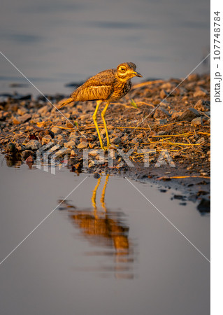 Water thick-knee on rocky riverbank with reflection 107748784