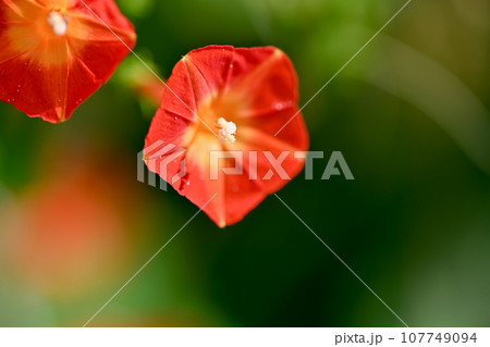 マルバルコウ マルバルコウ 107749094