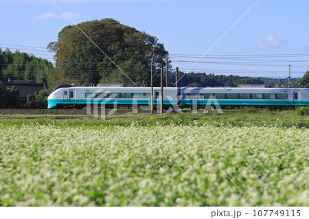 蕎麦の畑を駆け抜けるE657系電車(リバイバルカラー)_2023/10/7撮影 107749115