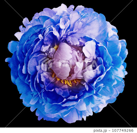 Blue peony flower on black isolated background with clipping path. Closeup. Flower on a green stem. Nature. Blue peony flower on black isolated background with clipping path. Closeup. Flower on a green stem. Nature. 107749266