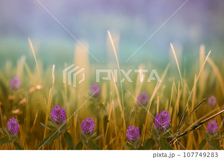 Pink clover flowers in green grass. Spring bright, sunny, meadow background. Nature. 107749283