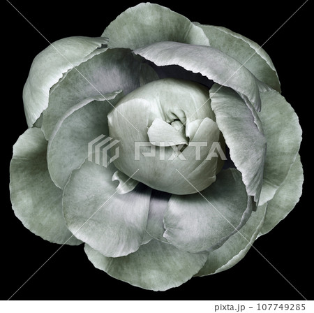 peony flower  on  white   isolated background with clipping path. Closeup. For design. Nature. 107749285