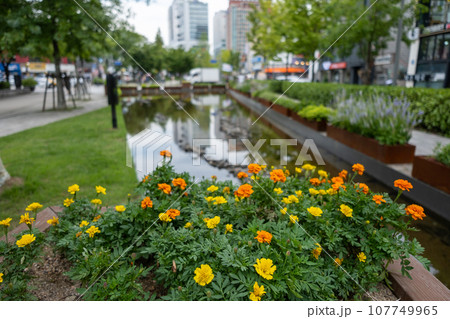 Tree and stream in Hongik park near Hongik University Station, Seoul, South Korea. Tree and stream in Hongik park near Hongik University Station, Seoul, South Korea. 107749965