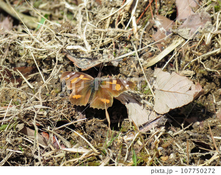 地面に降りたテングチョウ 地面に降りたテングチョウ 107750272
