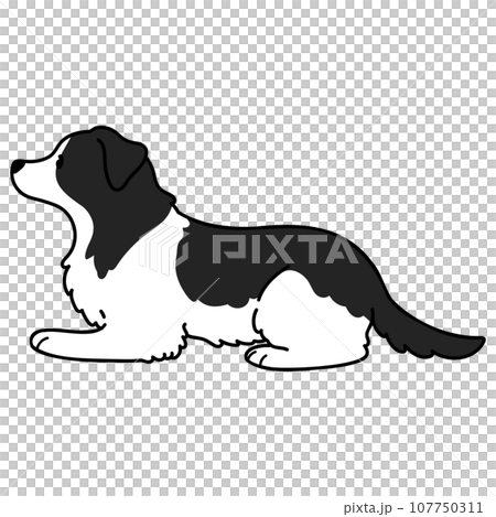 Illustration of a simple and cute border collie lying down with main lines Illustration of a simple and cute border collie lying down with main lines 107750311
