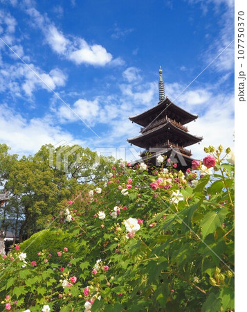 四国八十八ヶ所霊場・第70番札所・本山寺の五重の塔&芙蓉【香川県三豊市豊中町】 四国八十八ヶ所霊場・第70番札所・本山寺の五重の塔&芙蓉【香川県三豊市豊中町】 107750370
