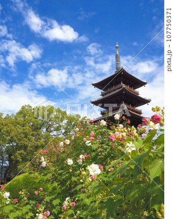 四国八十八ヶ所霊場・第70番札所・本山寺の五重の塔＆芙蓉【香川県三豊市豊中町】2 107750371