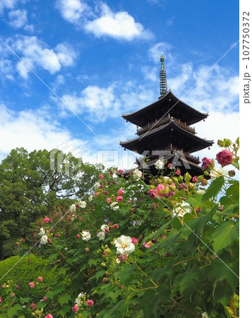 四国八十八ヶ所霊場・第70番札所・本山寺の五重の塔＆芙蓉【香川県三豊市豊中町】3 107750372