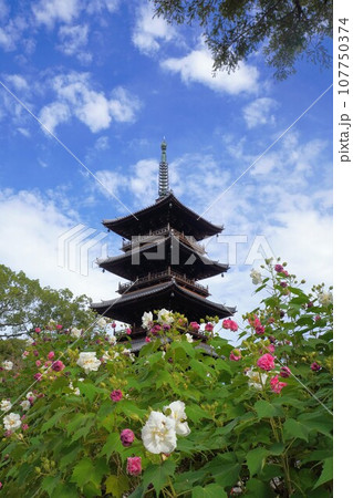 四国八十八ヶ所霊場・第70番札所・本山寺の五重の塔&芙蓉【香川県三豊市豊中町】5 四国八十八ヶ所霊場・第70番札所・本山寺の五重の塔&芙蓉【香川県三豊市豊中町】5 107750374