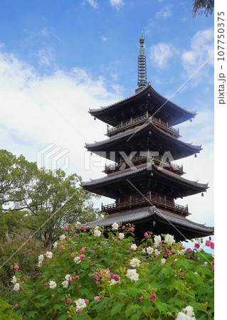 四国八十八ヶ所霊場・第70番札所・本山寺の五重の塔＆芙蓉【香川県三豊市豊中町】6 107750375