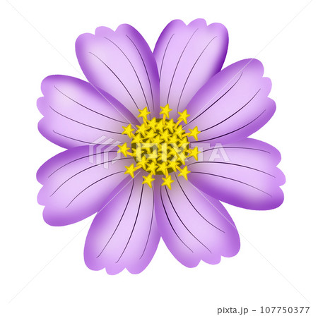 set of different types of flowers set of different types of flowers 107750377