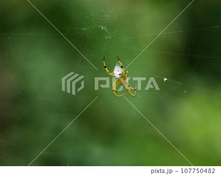 コガネグモ科アオオニグモの円網 107750482