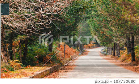 Italian mountain road in the national park in Autumn season 107750680