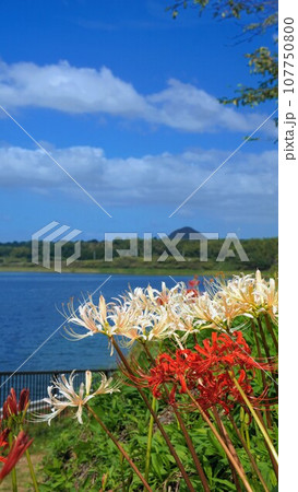 宝山湖の彼岸花【香川県三豊市】202209 107750800
