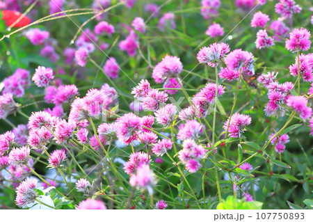 満開の千日紅 「ゴンブレナ・ラブラブラブ」 満開の千日紅 「ゴンブレナ・ラブラブラブ」 107750893