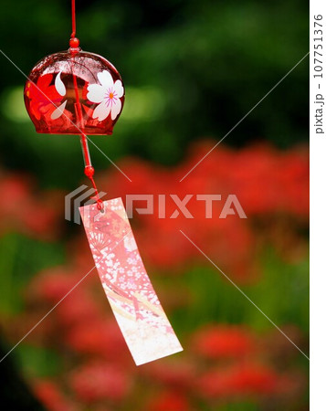 法泉寺の彼岸花と風鈴【香川県観音寺市】2 法泉寺の彼岸花と風鈴【香川県観音寺市】2 107751376