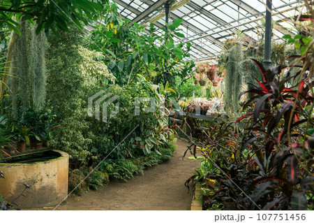 interior of a large greenhouse with a collection of tropical plants interior of a large greenhouse with a collection of tropical plants 107751456