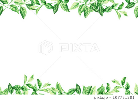 Watercolor seamless border and frame with fresh peppermint leaves isolated on white background. Detail of the beauty products and botany set, cosmetology and medicine. For designers, spa decoration, Watercolor seamless border and frame with fresh peppermint leaves isolated on white background. Detail of the beauty products and botany set, cosmetology and medicine. For designers, spa decoration, 107751581
